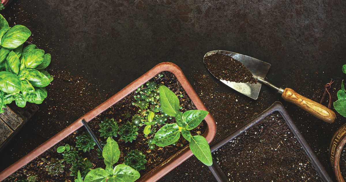 Moore Container Garden Series: Create your own container | City of Moore